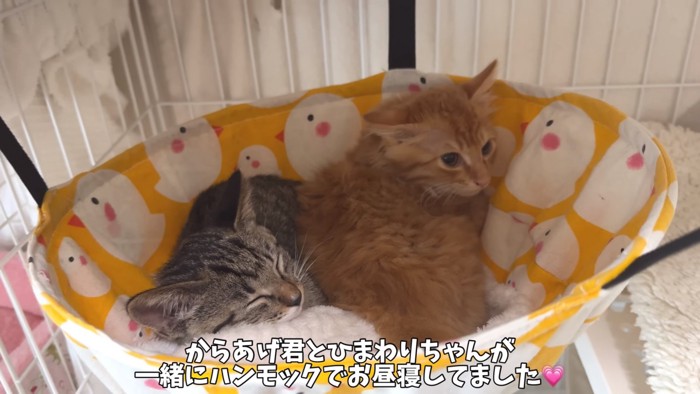 からあげくんとひまわりちゃん