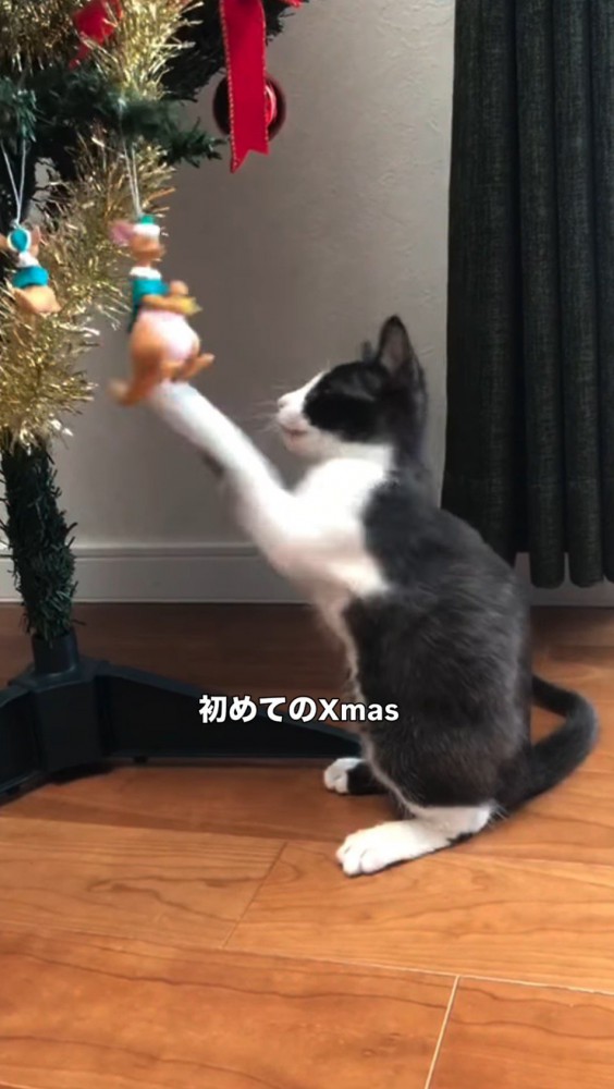 クリスマスツリーのオーナメントにパンチする子猫
