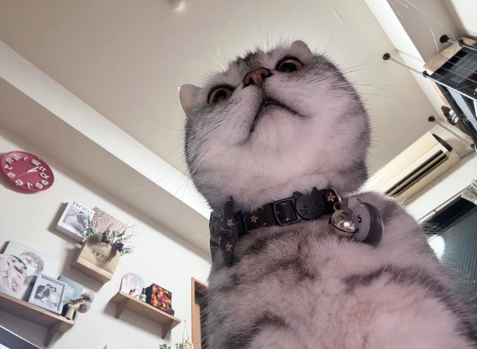 下から見た猫の顔