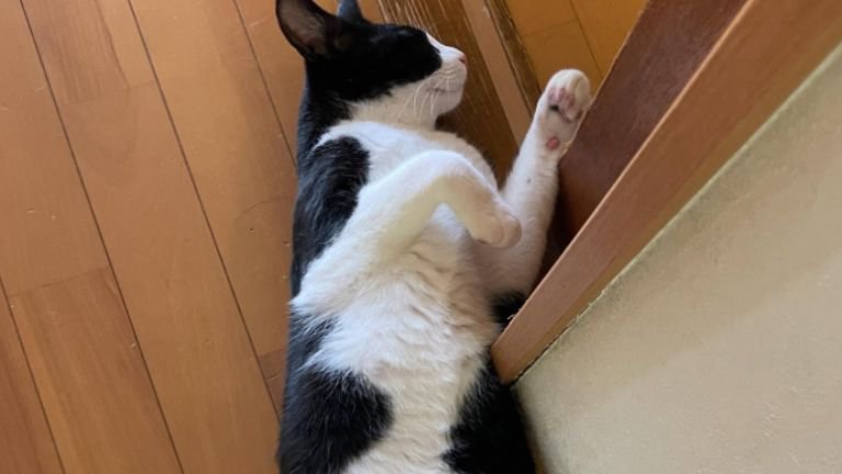 寝ている猫