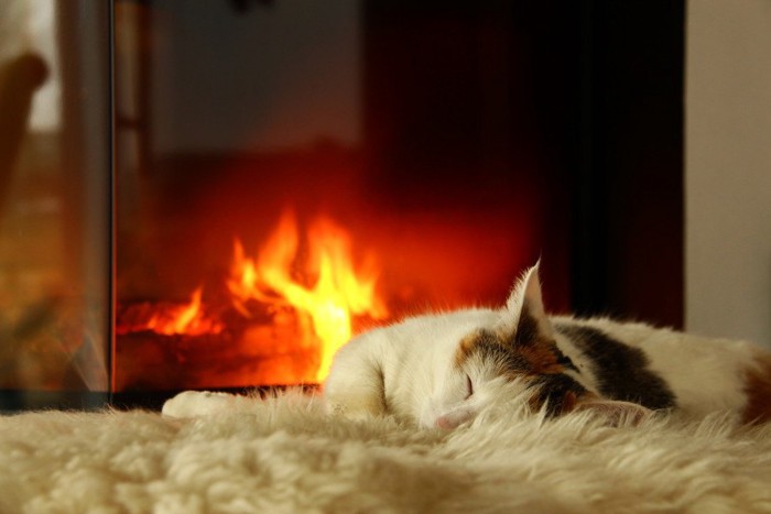 暖炉の前で眠る猫