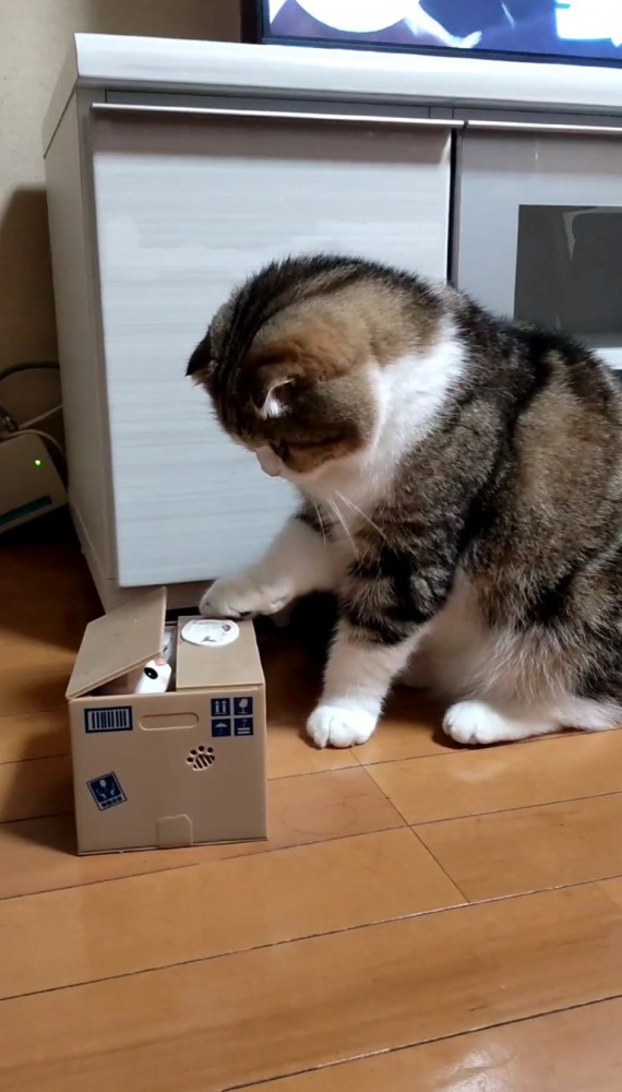 箱から出てきた猫のオモチャを見つめる猫