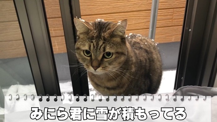 雪が積もってる