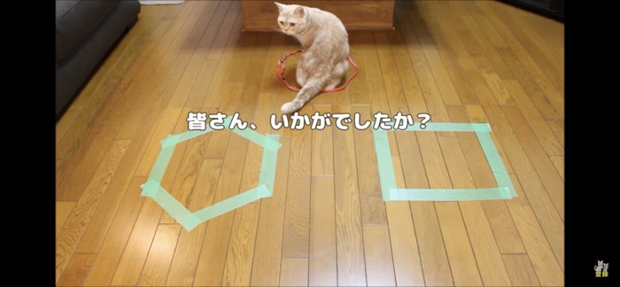 お座りする猫