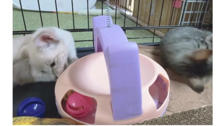 遊ぶ子猫