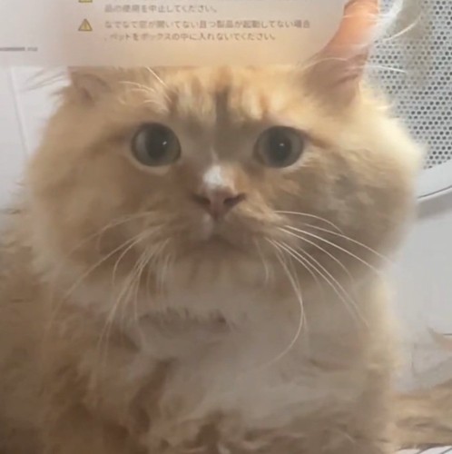 真顔の猫