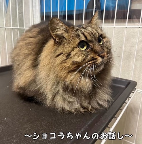 香箱座りの猫