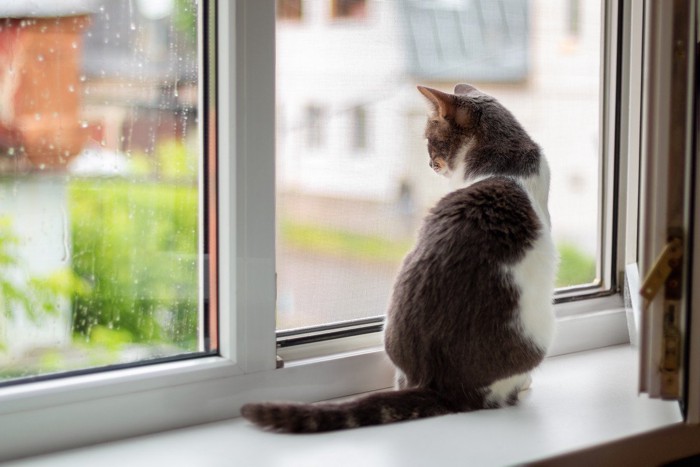 窓際の猫