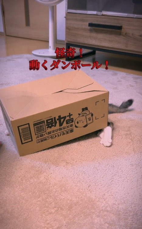 段ボール箱をかぶっている猫