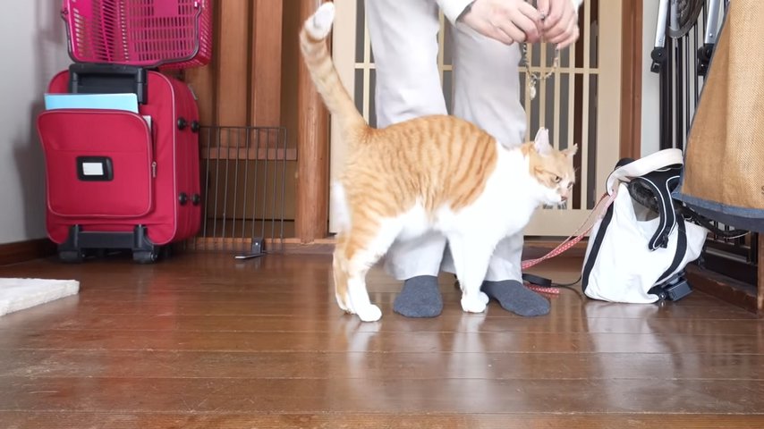 玄関飼い主と猫