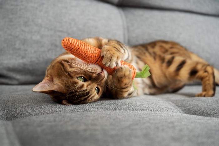 おもちゃを噛む猫