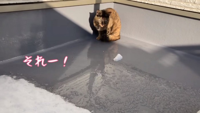 雪玉を投げてあげる飼い主