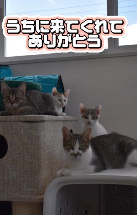 3匹の子猫と母猫