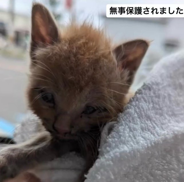 保護されたののちゃん