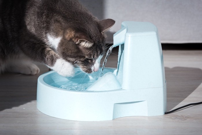 水を飲む猫