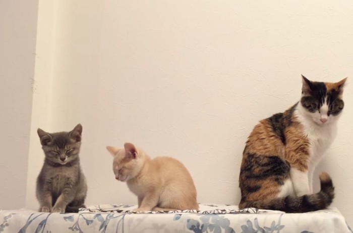 しっぽを動かす三毛猫