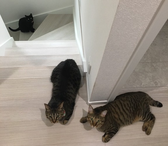 飼い主をいつも追いかけてくる飼い猫たちの様子