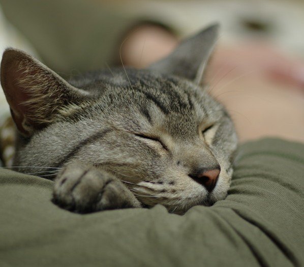 飼い主の腕の中で眠る猫