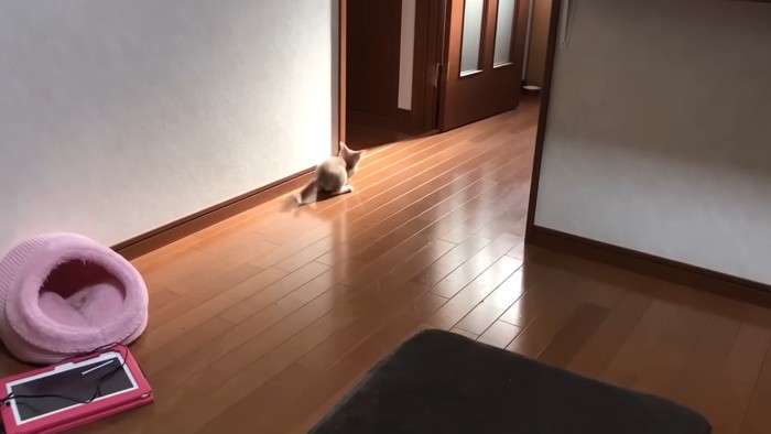 姿勢を低くした子猫