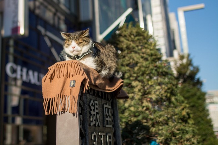 銀座の看板の上で眠る猫