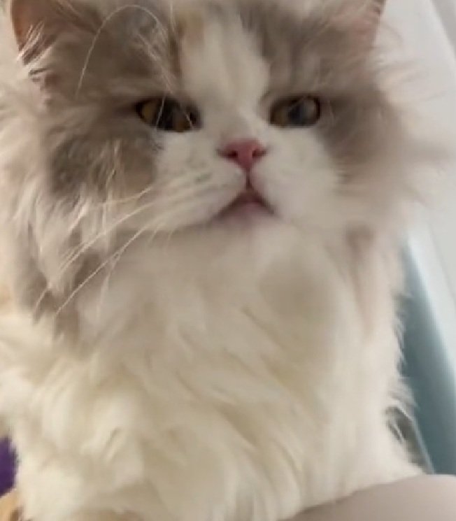 ボーっとする猫