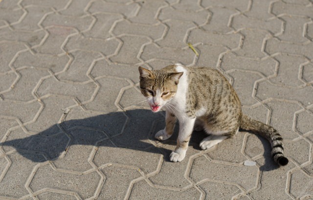 猫が発情している時の鳴き顔