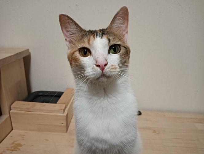 前を見る猫