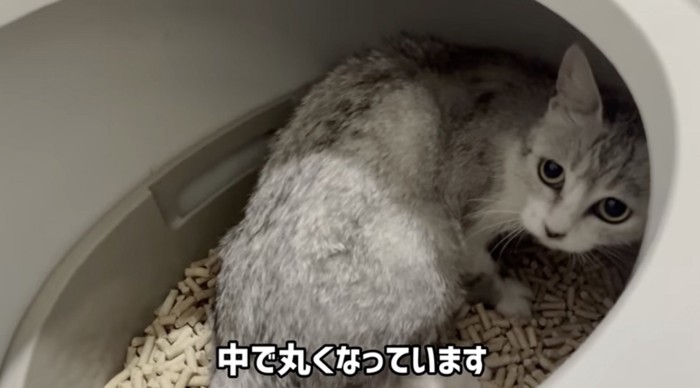 トイレに隠れる猫