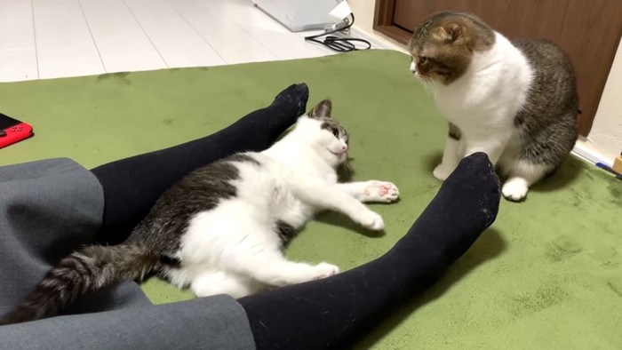 座る成猫と寝転ぶ子猫