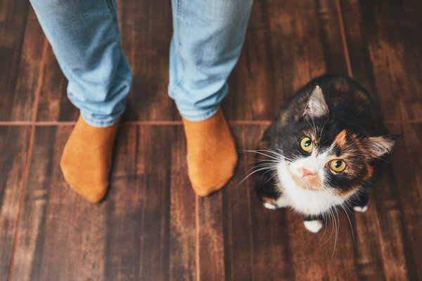 飼い主を見上げる猫