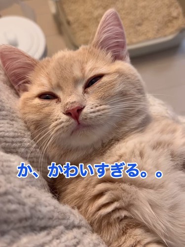 目を細める猫