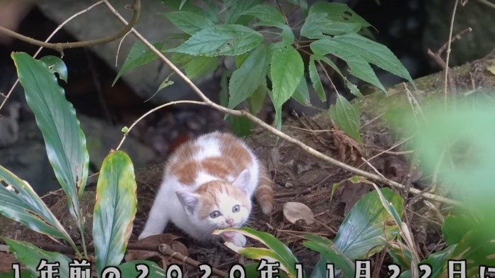 子猫のポノちゃん