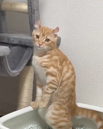 ガン見するむぎちゃん