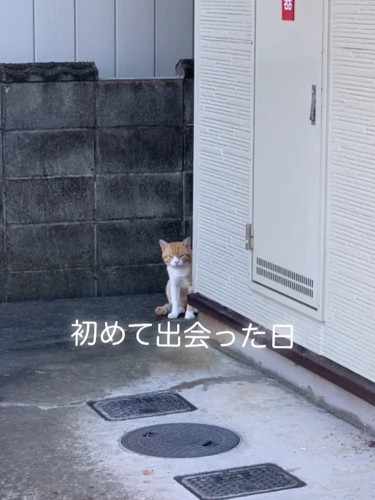 遠くにいる猫