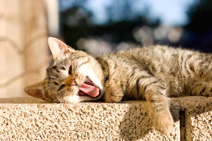 寝転んであくびをする猫