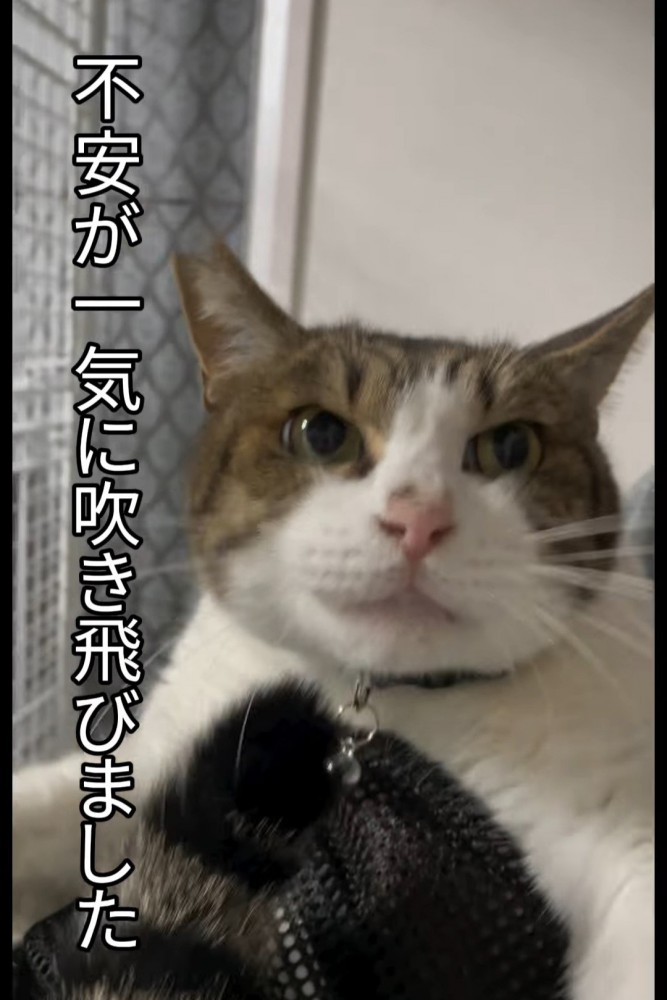 抱っこされる猫