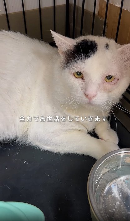 上目遣いをする猫