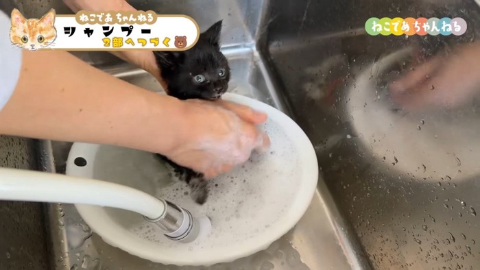 こちらを見る黒子猫