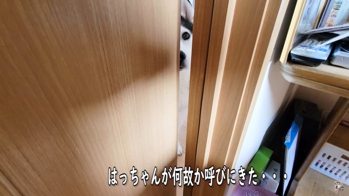 呼びに来る犬