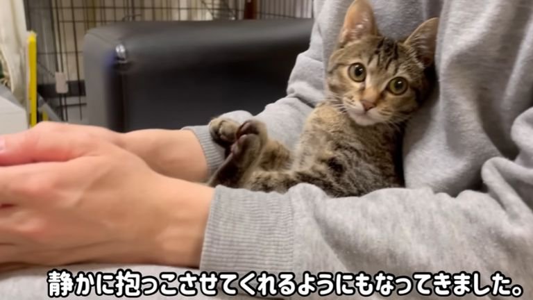 飼い主に抱かれている子猫