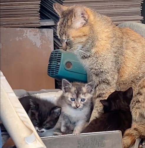 目を閉じるお母さん猫