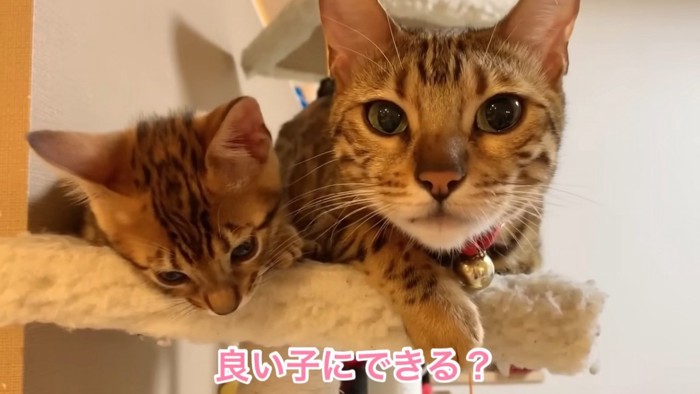 キャットタワーにいる成猫と子猫