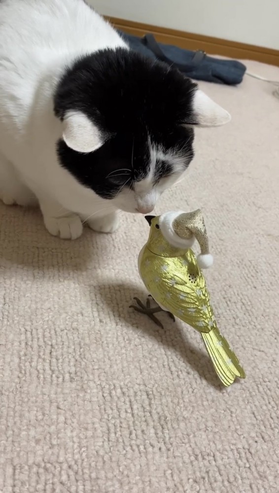 鳥のおもちゃを見る猫