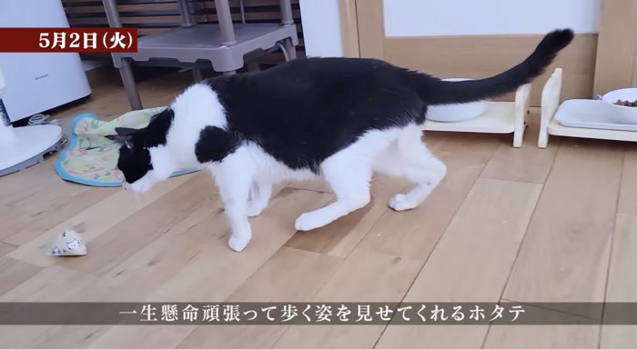 ふらつきながら歩くホタテ君