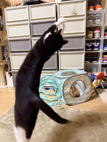 おもちゃに飛びつく猫