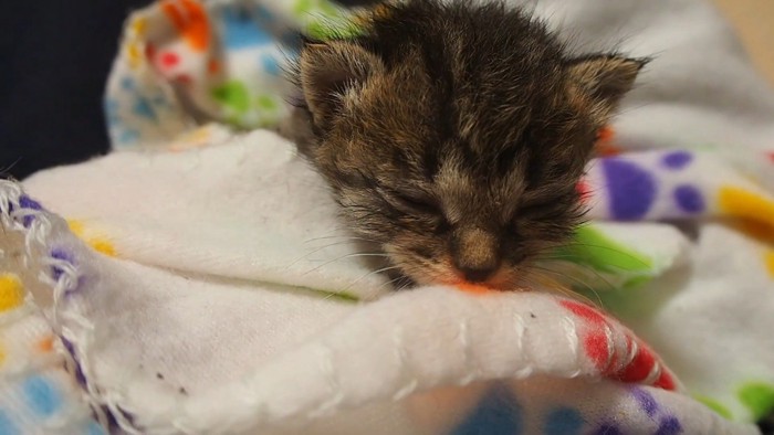 眠っている子猫