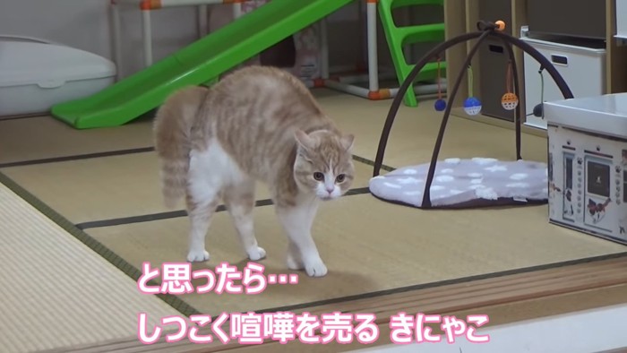 耳に力を入れる猫