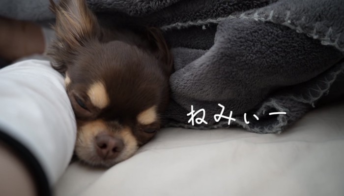 眠そうなうにちゃん