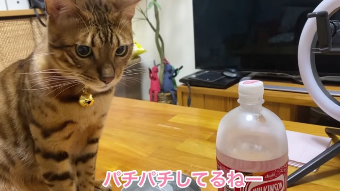 おすわりする猫