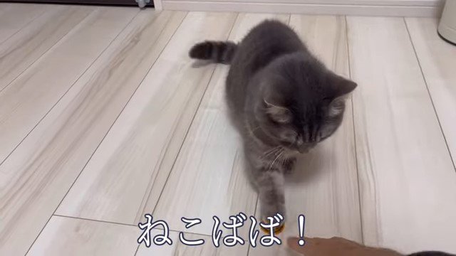 金貨に前足を乗せる猫